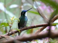 Gray-tailed Mountain-gem - Lampornis cinereicauda