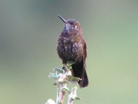 Violet-throated Metaltail - Metallura baroni