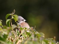 White-backed Mousebird - Colius colius