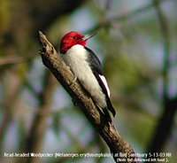 Red-headed Woodpecker - Melanerpes erythrocephalus