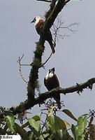 Three-wattled Bellbird - Procnias tricarunculata