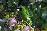 Greater Green Leafbird - Chloropsis sonnerati