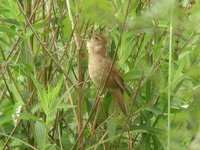 Savi's Warbler - Locustella luscinioides