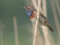 Bluethroat - Luscinia svecica