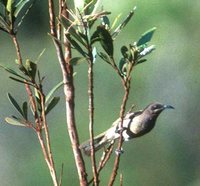 Dark-brown Honeyeater - Lichmera incana