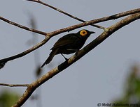 Arfak Honeyeater - Melipotes gymnops