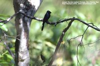 Lesser Racket-tailed Drongo - Dicrurus remifer