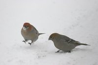 Pine Grosbeak - Pinicola enucleator