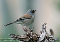 Yellow-eyed Junco - Junco phaeonotus