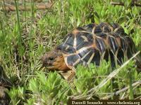 Star Tortoise, Geochelone elegans (hatchling - India)