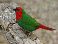 * Red Faced Parrot Finch