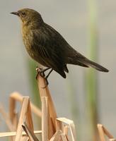 Chestnut-capped Blackbird: female