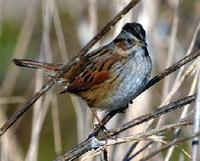 Swamp Sparrow