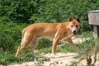 New Guinea Singing Dog, Canis lupus hallstromi