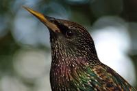 Common European Starling