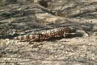 Gila Monster