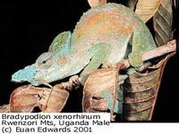 Strange-nosed Chameleon (Kinyongia xenorhinum)