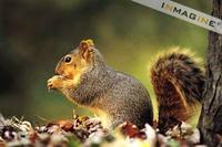 Northern Fox Squirrel (Sciurus niger) photo