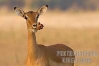 Impala doe eating a sausage tree flower stock photo