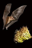 ...Mexican Long-tongued Bat ( Choeronycteris mexicana ) Flying near agave plant ( Agave sp . ) Amad