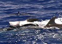 Risso's Dolphin