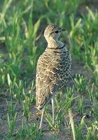 Two-banded Courser p.122
