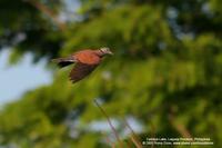 Red Turtle-Dove Scientific name - Streptopelia tranquebarica humilis