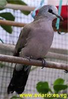 Black-billed Wood Dove Turtur abyssinicus
