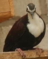 Jobi Island Dove Gallicolumba jobiensis