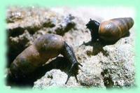 Rumina decollata (Linnaeus, 1758)