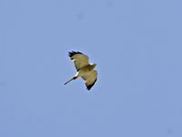 Levant Sparrowhawk, Accipiter brevipes, adult male