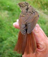 Thrush Nightingale (Luscinia luscinia), 1K