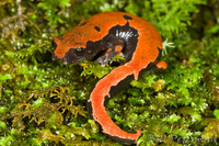: Bolitoglossa lincolni