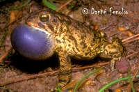 : Bufo houstonensis; Houston Toad