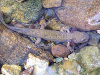 : Dicamptodon tenebrosus; Pacific Giant Salamander