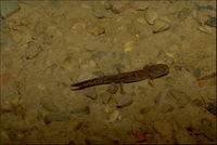 : Dicamptodon ensatus; Pacific Giant Salamander