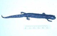 : Pseudoeurycea mystax