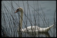 : Cygnus olor; Mute Swan
