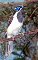 : Entomyzon cyanotis; Blue-faced Honeyeater