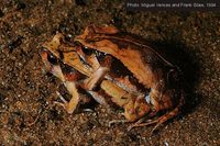 : Scaphiophryne calcarata