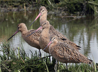 : Limosa fedoa; Marbled Godwit