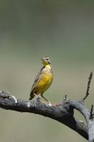 : Macronyx croceus; Yellow Throated Longclaw