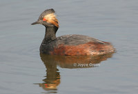 : Podiceps nigricollis; Eared Grebe