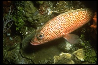 : Epinephelus tauvina; Greasy Grouper