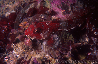 : Orthonopias triacis; Snubnose Sculpin