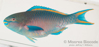 : Scarus forsteni