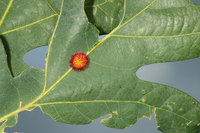 : Acraspis erinacei; Hedgehog Gall;