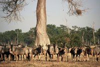 : Connochaetes taurinus cooksoni; Cookson's Wildebeest