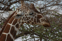 : Giraffa camelopardalis reticulata; Reticulated Giraffe