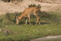 : kobus kob thomasi; Uganda Kob